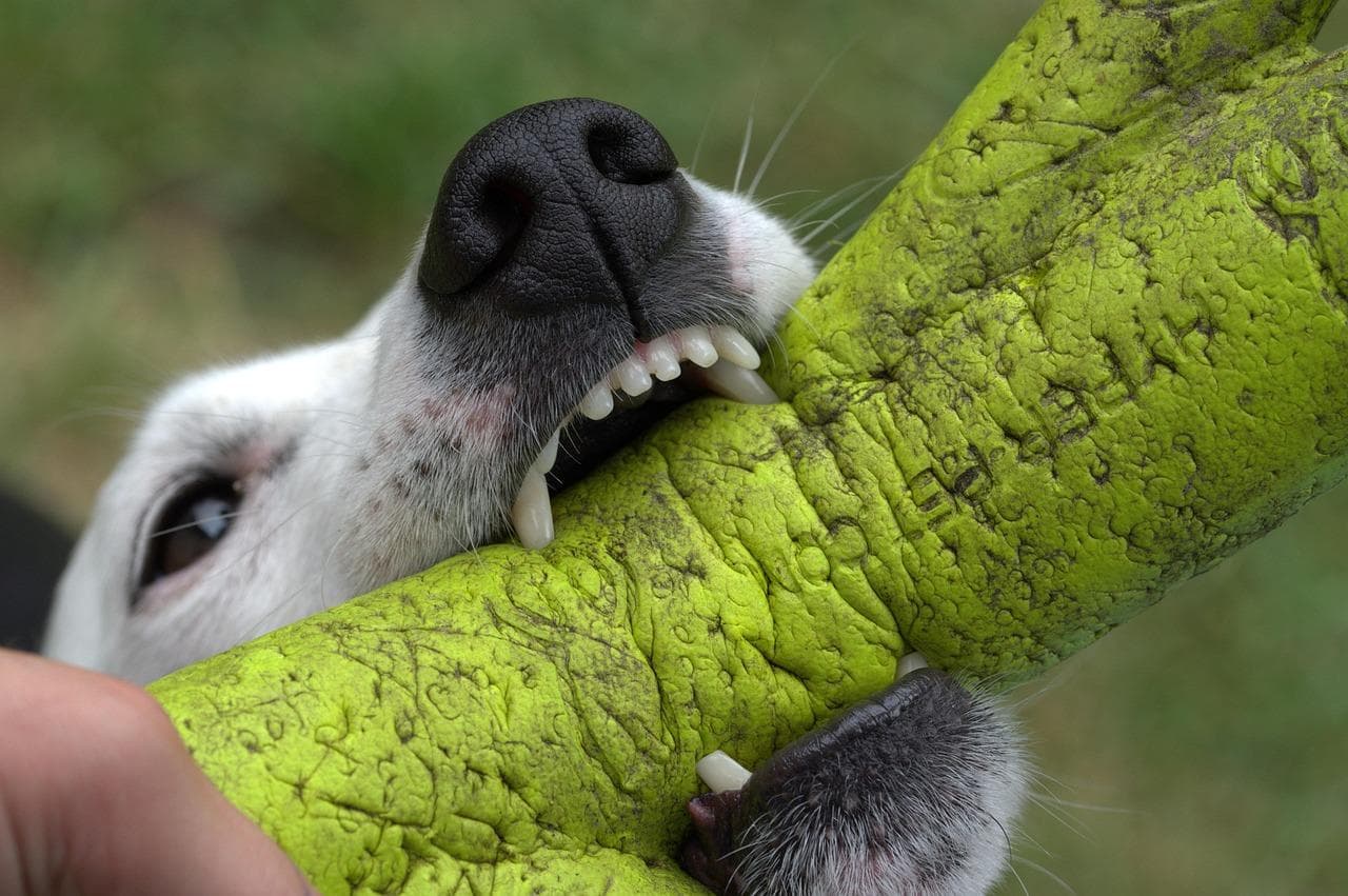 A close-up of a dog biting a textured, bright green rubber toy held by a person, showing the dog’s teeth and black nose, with grass blurred in the background.